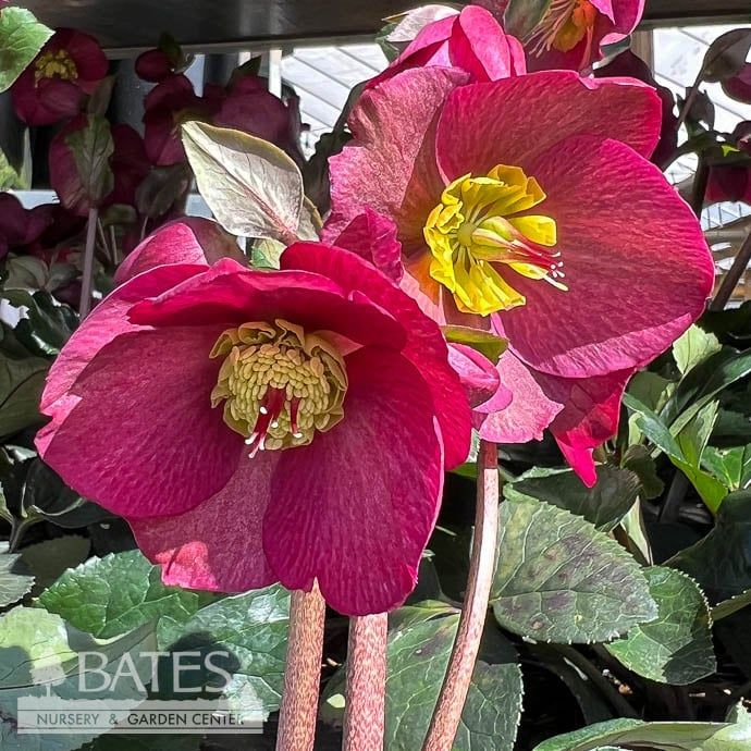 #1 Helleborus Ice N&#39; Roses &#39;Bennotta&#39;/ Deep Pink Lenten Rose