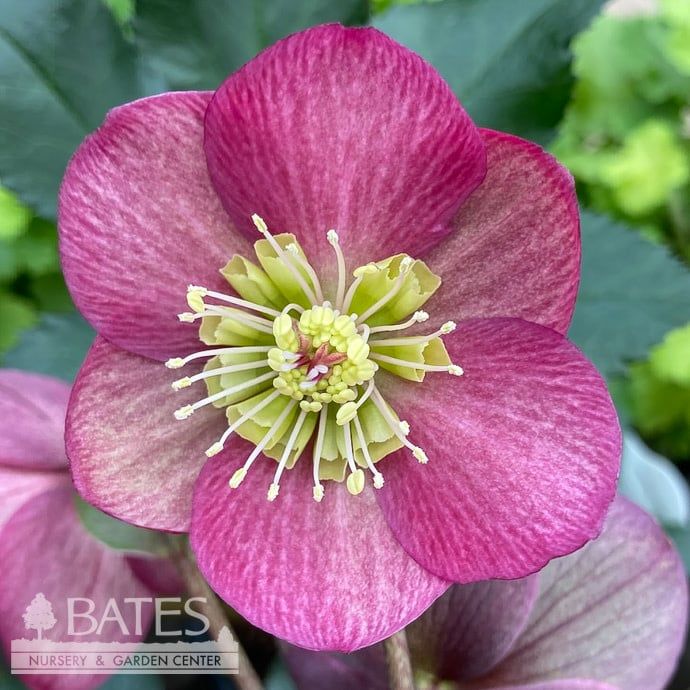 #1 Helleborus Ice N&#39; Roses &#39;Bennotta&#39;/ Deep Pink Lenten Rose