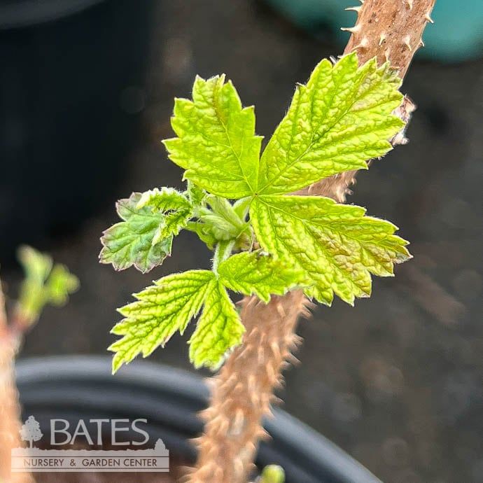 Edible #3 Rubus idaeus Caroline/ Red Raspberry