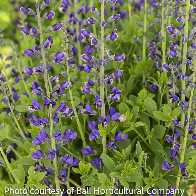 #2 Baptisia x PW Decadence Deluxe  &#39;Periwinkle Popsicle&#39;/ Purple False Indigo