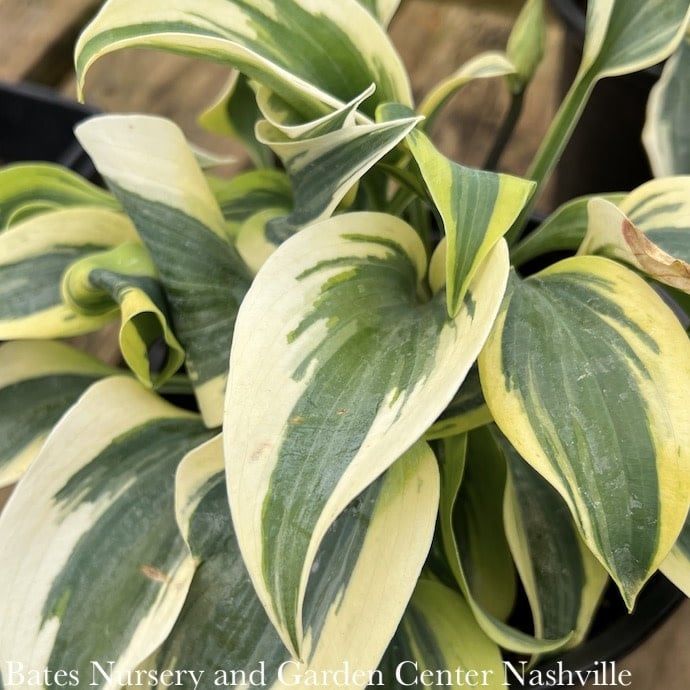 #1 Hosta Ben Vernooij/ Blue w/ Cream