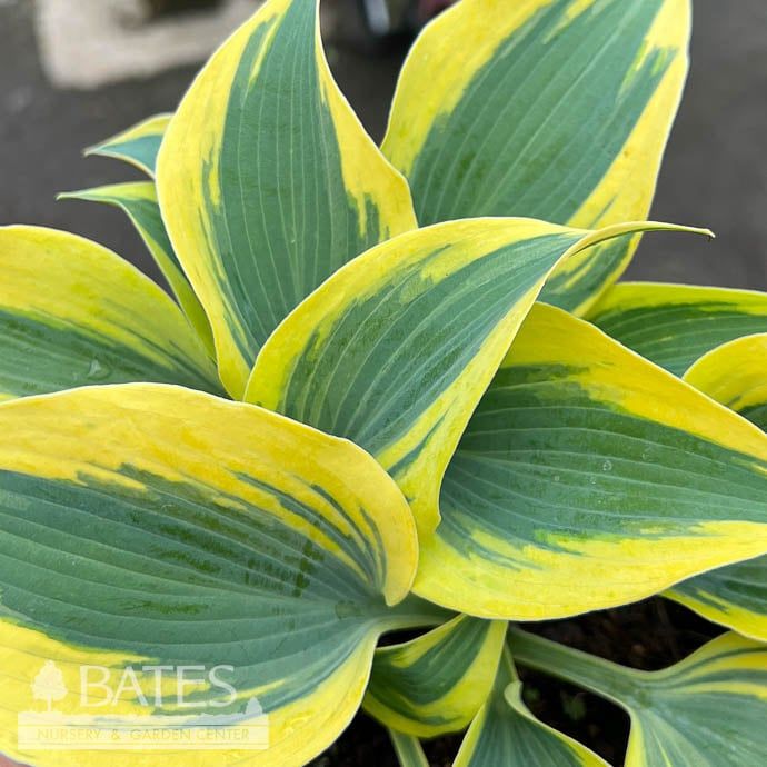 #1 Hosta Ben Vernooij/ Blue w/ Cream