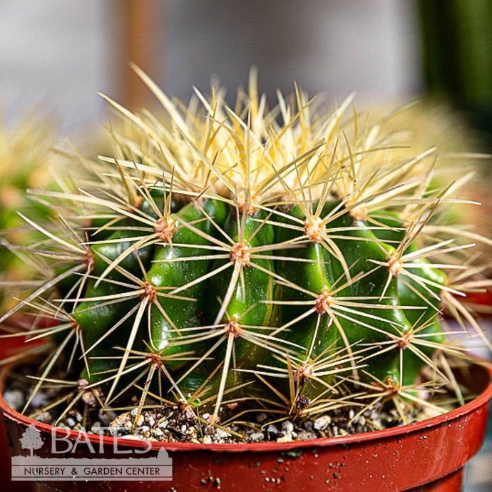 4p! Cactus Golden Barrel /Tropical