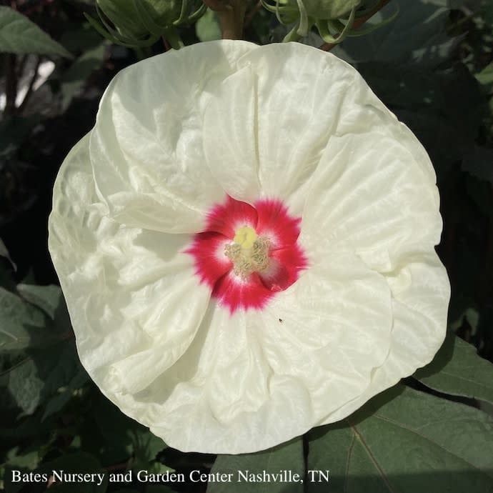 #1 Hibiscus x PW Summerific &#39;French Vanilla&#39;/ Hardy