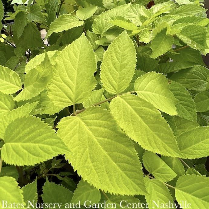 #1 Aralia cord Sun King/ Golden Japanese Spikenard