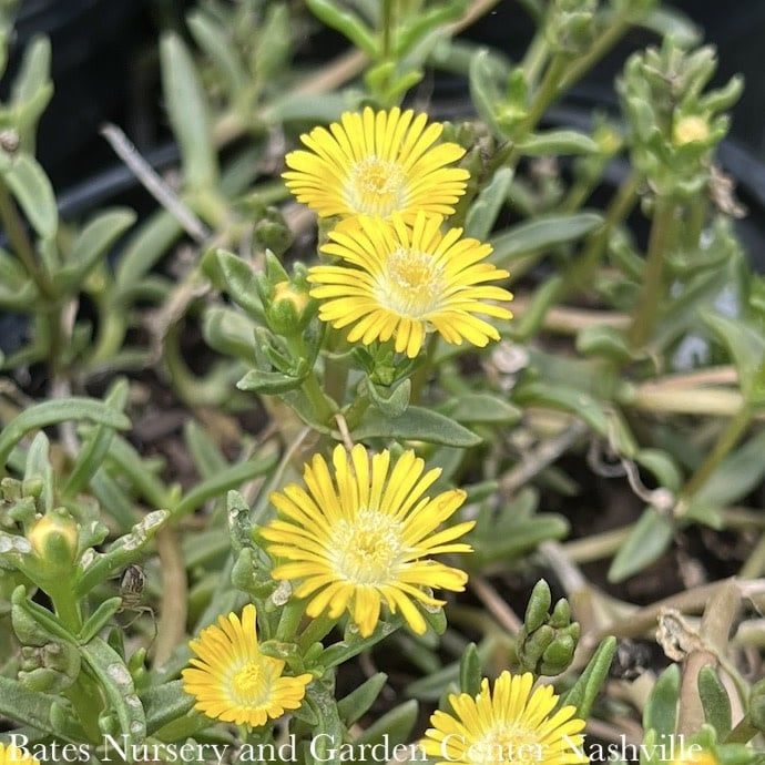 #1 Delosperma x Wheels of Wonder &#39;Golden Wonder&#39;/ Ice Plant
