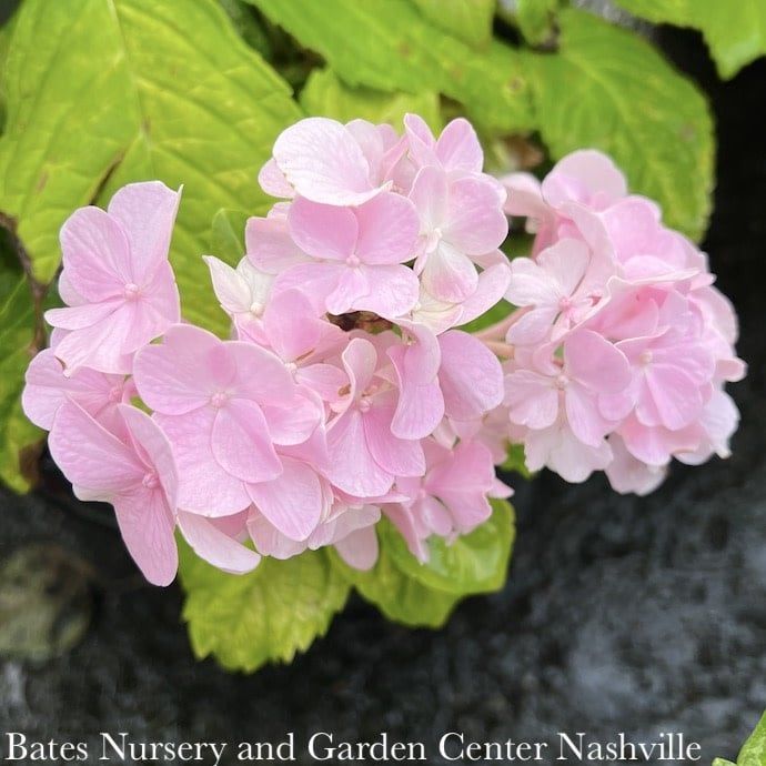 #3 Hydrangea macrophylla Golden Penny/ Pink Big Mophead