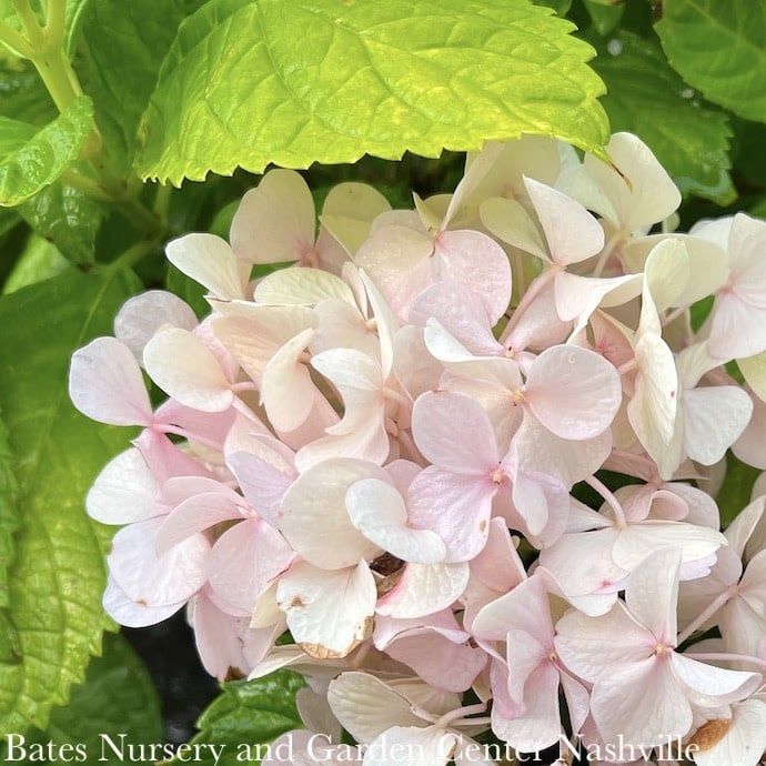 #3 Hydrangea macrophylla Golden Penny/ Pink Big Mophead