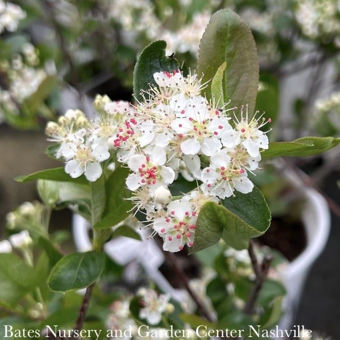 #3 Aronia melano PW Low Scape &#39;Mound&#39;/ Black Chokeberry Native (TN)