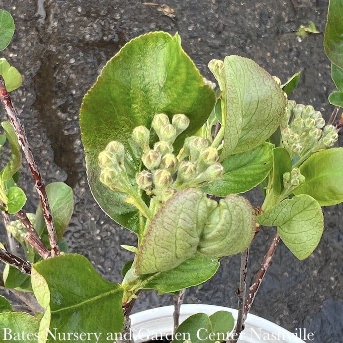 #3 Aronia melano PW Low Scape &#39;Mound&#39;/ Black Chokeberry Native (TN)