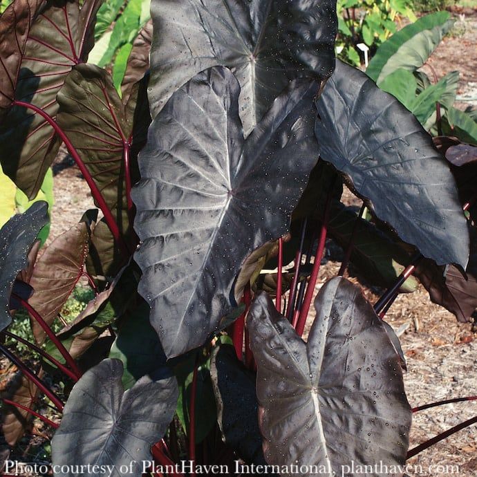 Tropical #3 Colocasia Royal Hawaiian &#39;Diamond Head&#39;/ Black Elephant Ear