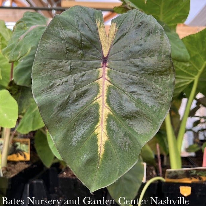 Tropical #1 Colocasia Royal Hawaiian &#39;Waikiki&#39;/ Elephant Ear