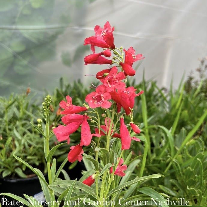 #1 Penstemon schmidel Red Riding Hood/ Beardtongue