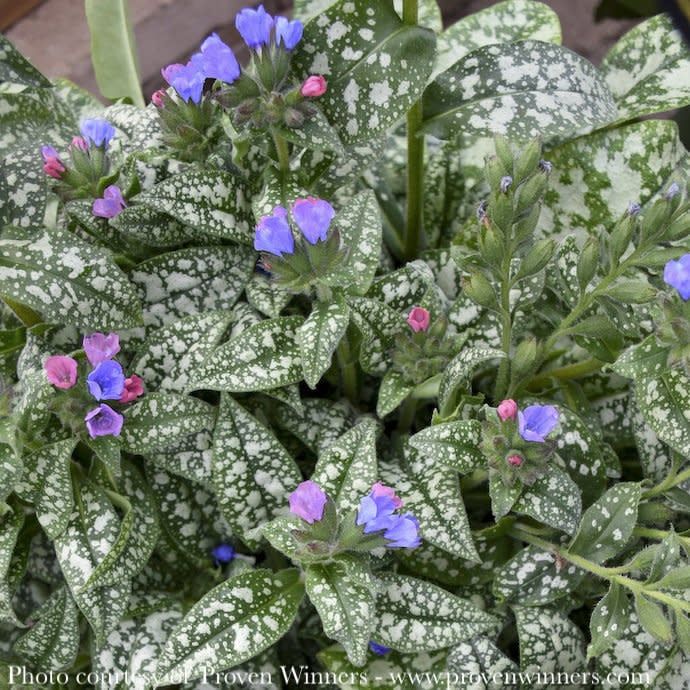 #1 Pulmonaria x PW Pink-a-Blue/ Lungwort