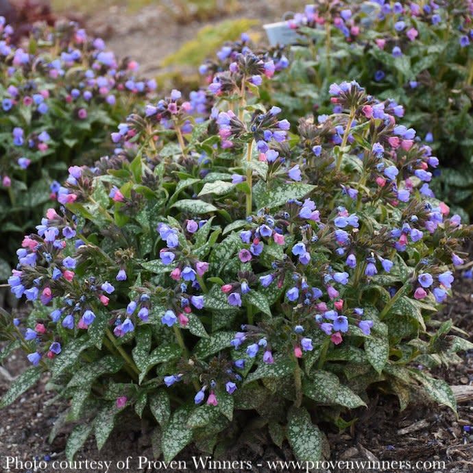 #1 Pulmonaria x PW Pink-a-Blue/ Lungwort