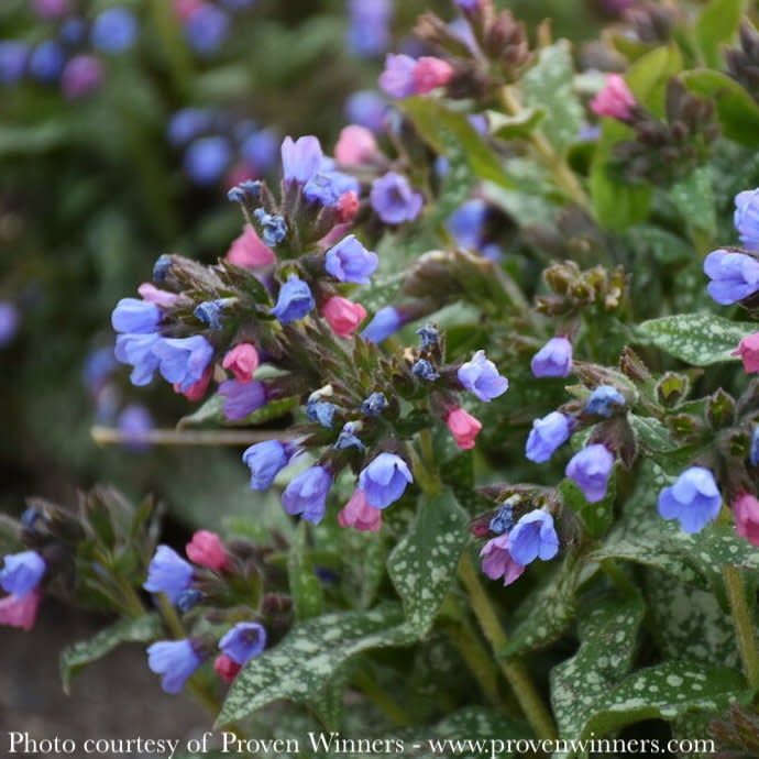 #1 Pulmonaria x PW Pink-a-Blue/ Lungwort