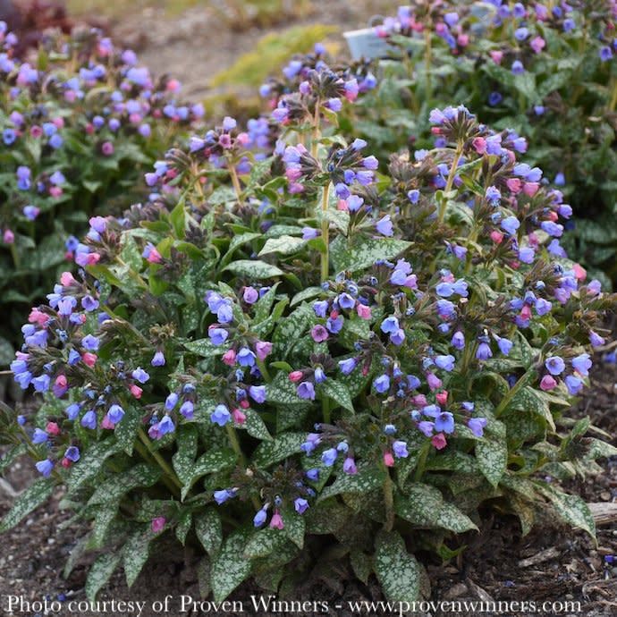 #1 Pulmonaria x PW Pink-a-Blue/ Lungwort