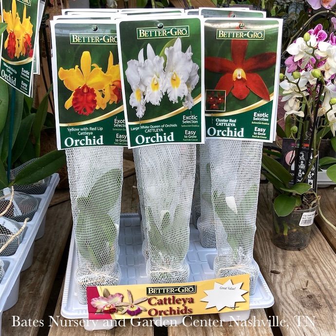 2p pkg Orchid Cattleya Better Gro