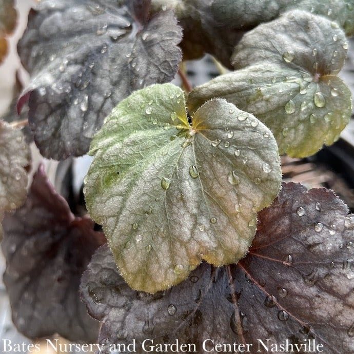 #1 Heuchera x Carnival Plum Crazy/ Coral Bells