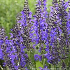 #1 Salvia x PW Color Spires &#39;Indiglo Girl&#39;/ Blue