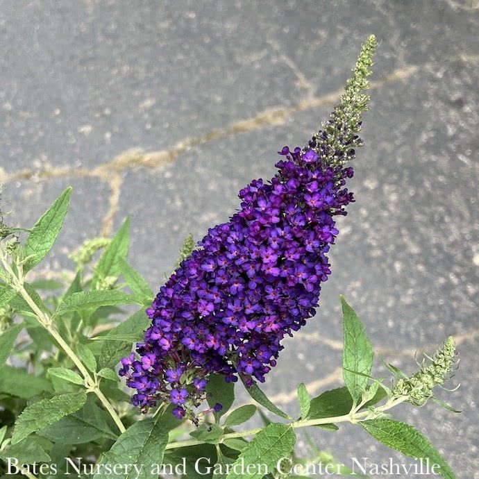 #2 Buddleia dav Summer Bird 'Midnight Blue'/ Butterfly Bush