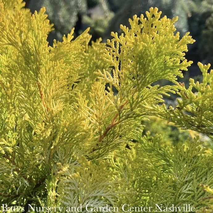 #1 Chamaecyparis obt Crippsii/ Golden Hinoki Falsecypress