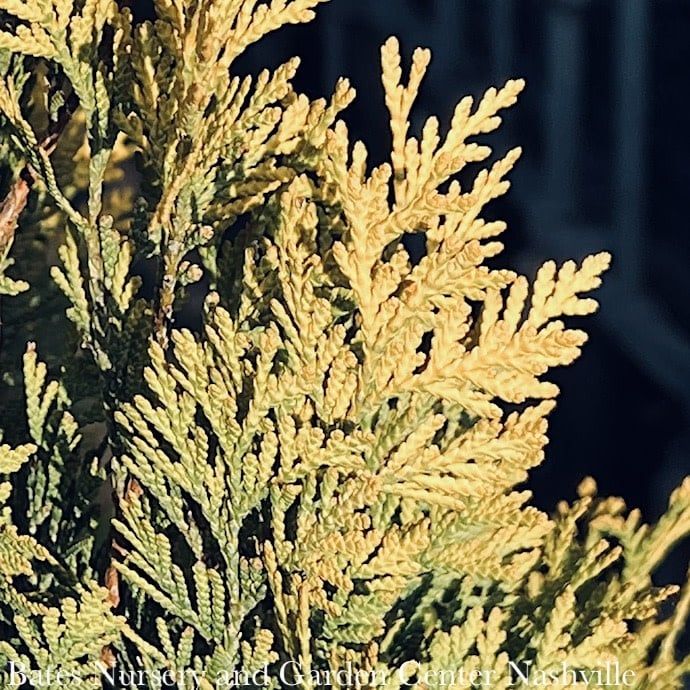 #6 Thuja occ Golden Blush/ Upright Arborvitae