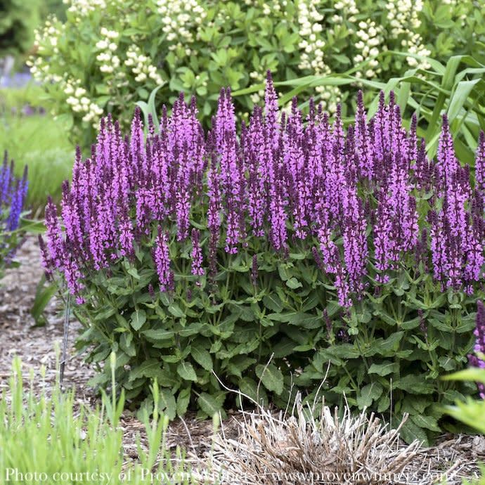 #1 Salvia nem PW Proven Pollinators &#39;Pink Profusion&#39;/ Meadow Sage