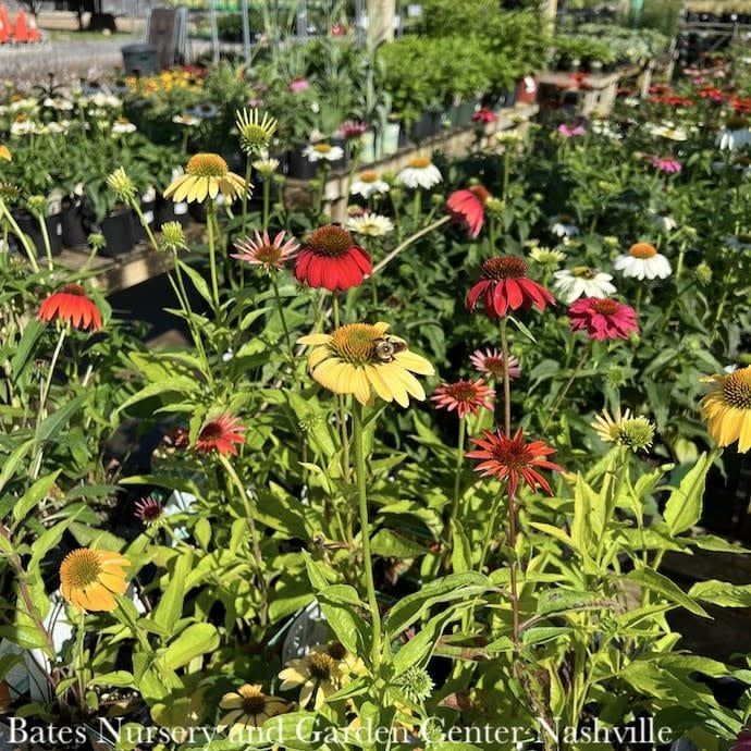 #1 Echinacea x Cheyenne Spirit/ Coneflower