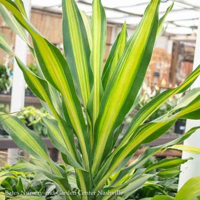 12p! Dracaena Gigantica 2 ppp /Tropical