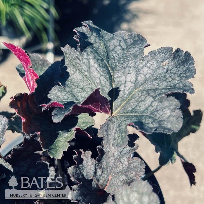 #1 Heuchera x Flower Tower/ Coral Bells