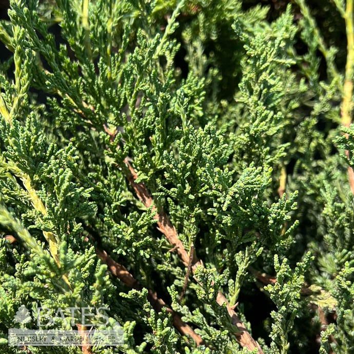 #3 Juniperus chin var sarg Green Sargent/ Chinese Spreading Juniper