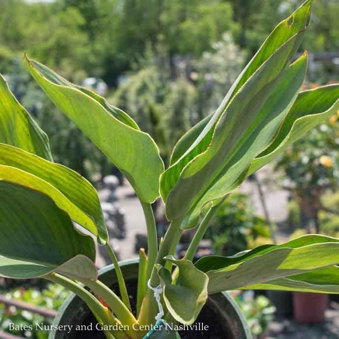 Tropical #5 Strelitzia nicolai/ Bird of Paradise