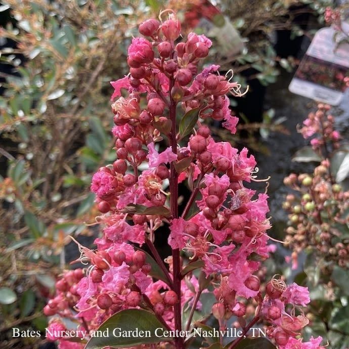 #3 Lagerstroemia Coral Magic/ Salmon-pink Semi-dwarf Crape Myrtle