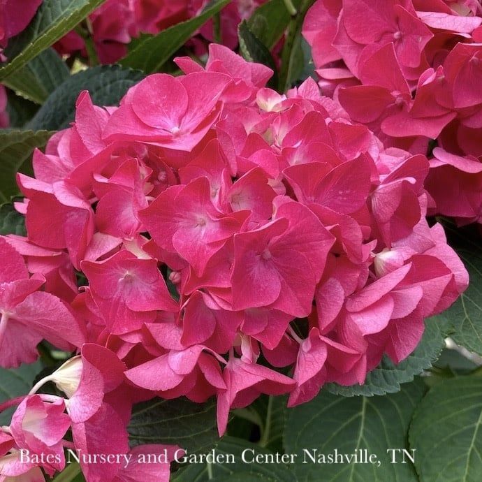 #2 Hydrangea mac PW Wee Bit Giddy/ Bigleaf/ Dwarf Red Mophead