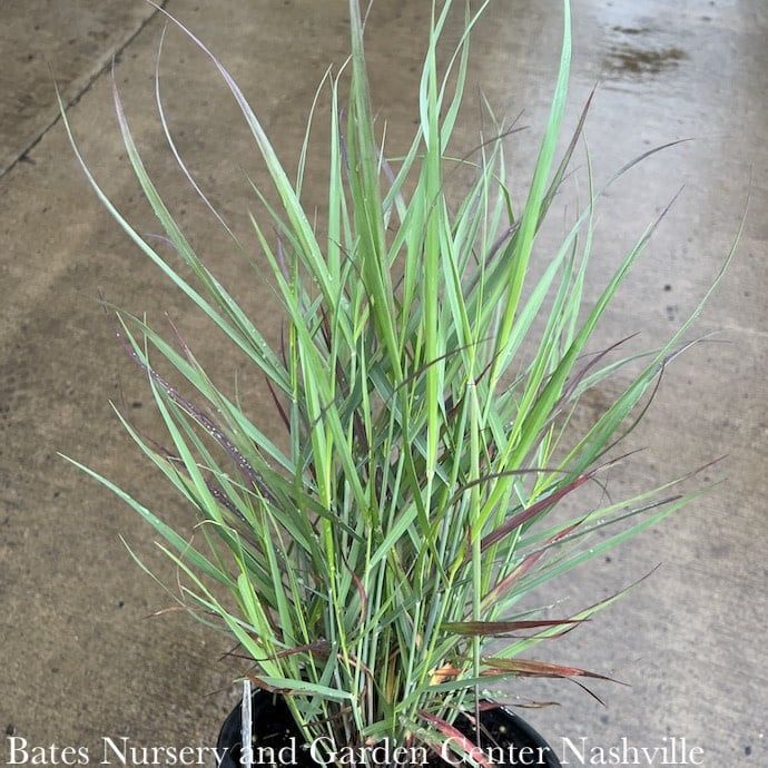 #1 Grass Panicum virg PW Cheyenne Sky/ Switch Native (TN)