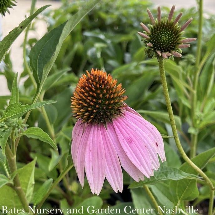 #1 Echinacea purpurea AB/ Coneflower Native (TN)