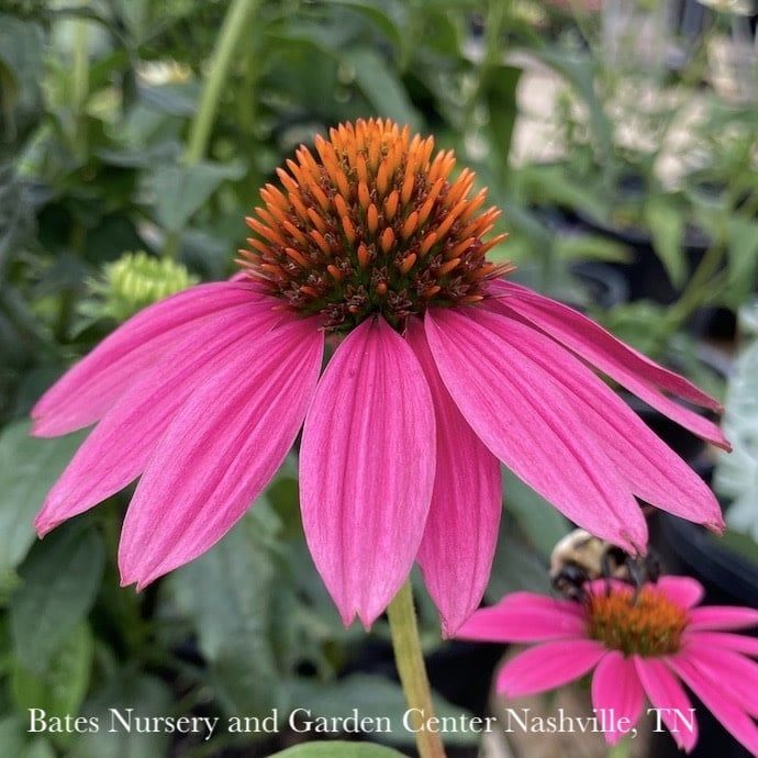 #1 Echinacea pur PowWow Wild Berry/ Coneflower Native (TN)