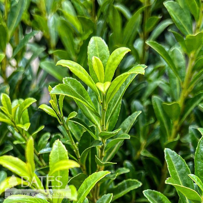 #5 Ilex cren Emerald Boxer/ Japanese Holly (male)