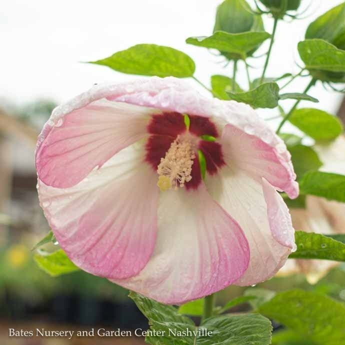 10p Hibiscus mosc Luna &#39;Pink Swirl&#39;/ Dwarf Pink and White Hardy Native (TN)