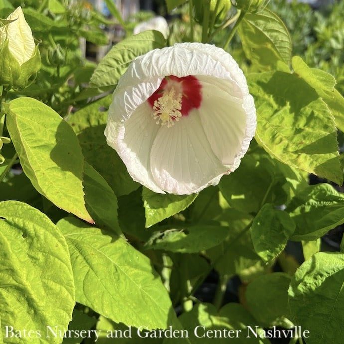 10p Hibiscus mosc Luna &#39;Pink Swirl&#39;/ Dwarf Pink and White Hardy Native (TN)