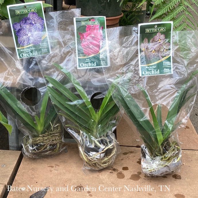 4p pkg Orchid Vanda Better Gro