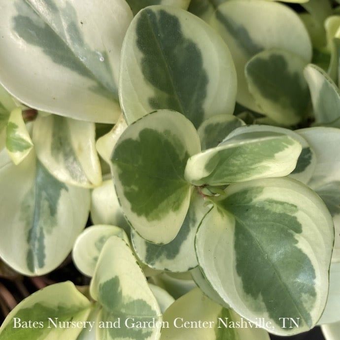 6p! Peperomia Marble /Tropical