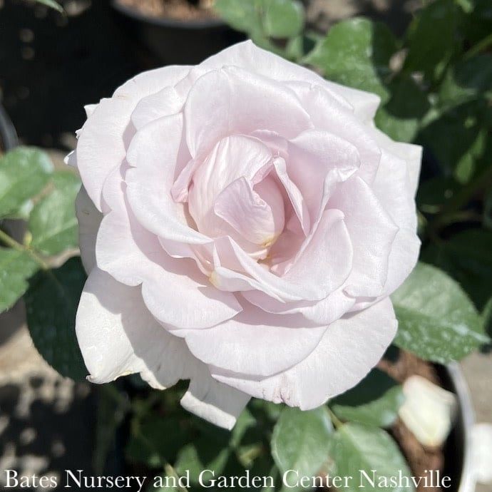 #3 Rosa Stainless Steel/ Pale Lavender Hybrid Tea - No Warranty