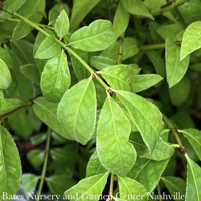#5 Euonymus alatus Little Moses/ Dwarf Burning Bush