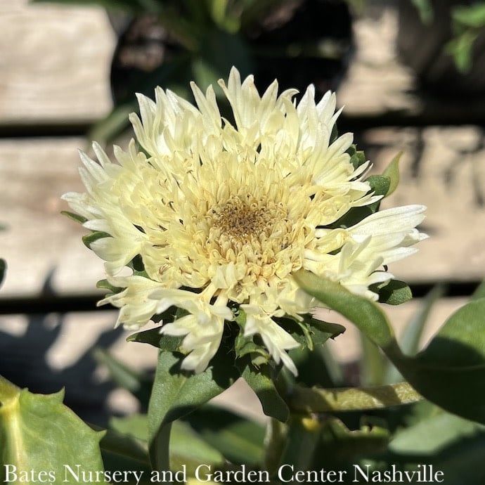 #1 Stokesia laevis Mary Gregory/ Yellow Stoke&#39;s Aster Native (R)