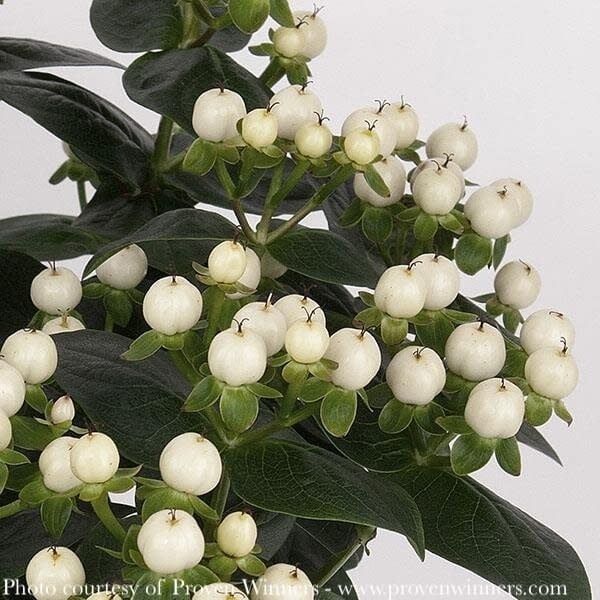 #3 Hypericum x PW Miracle &#39;Primo&#39;/ St. John&#39;s Wort