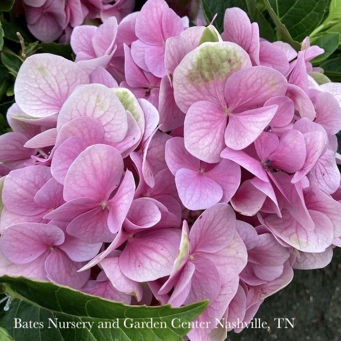 #3 Hydrangea macrophylla Froggie/ Pink and Green Mophead