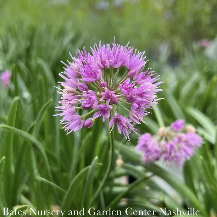 #1 Allium x PW Millenium/ Flowering Onion