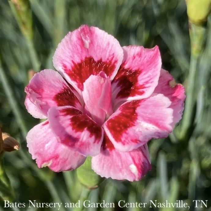 #1 Dianthus x Premier &#39;Starburst&#39;/ Red Pink